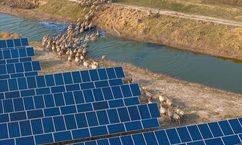 China Solar Farm and Elks in Nature Reserve