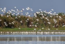 migratory birds in China, Hunan province