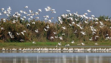 migratory birds in China, Hunan province