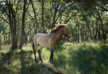 Przewalski’s horse in Rewilding Spain project