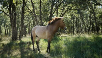 Przewalski’s horse in Rewilding Spain project