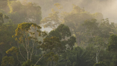 The rainforest at Kabalebo.