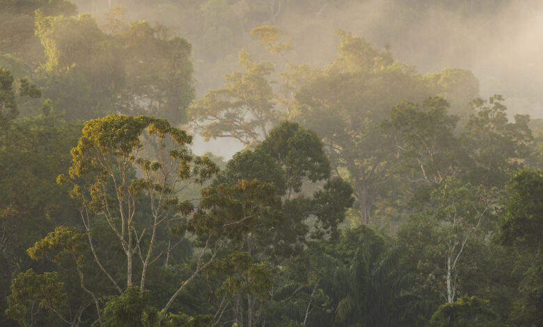 The rainforest at Kabalebo.