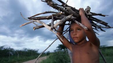 Boy carries fire wood in Brazil