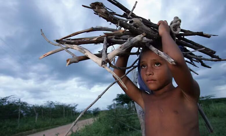 Boy carries fire wood in Brazil