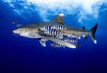 Shark with pilot fish