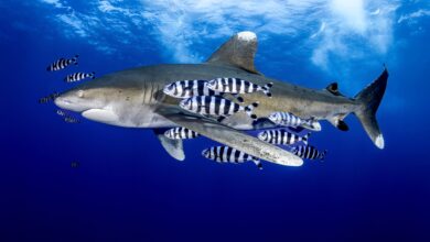 Shark with pilot fish