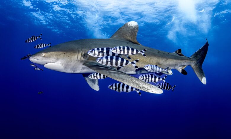 Shark with pilot fish