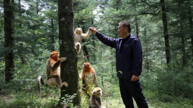 Professor Yang with snub-nosed monkeys