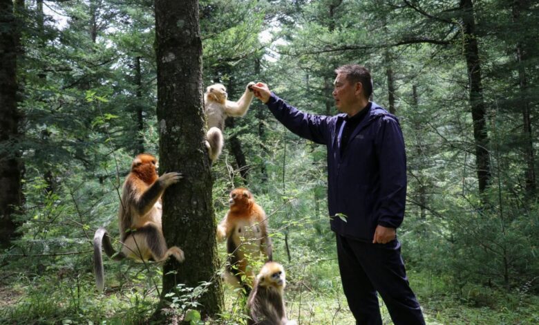 Professor Yang with snub-nosed monkeys