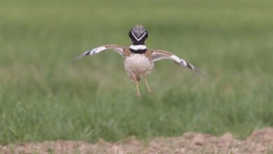 Little Bustard