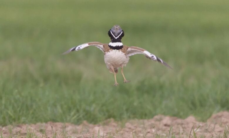 Little Bustard
