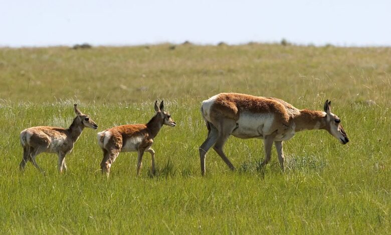deer in Montana