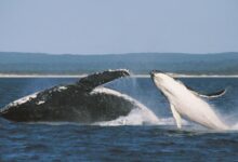 Timantha and her calf Elmo are two of thousands of individual eastern Australian humpbacks tracked over the decades