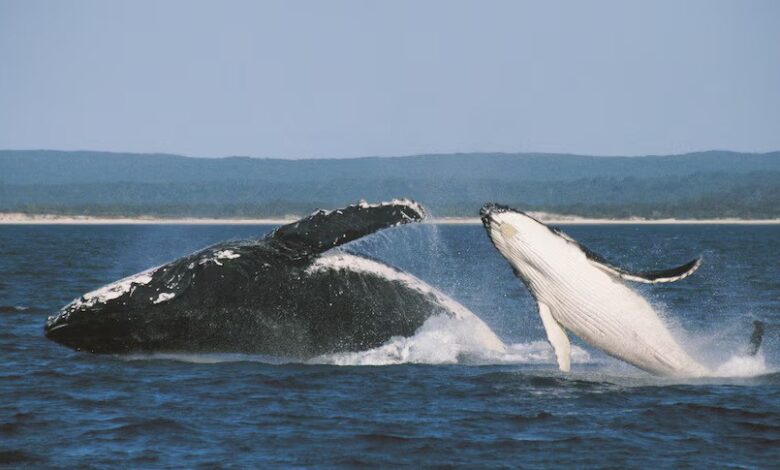 Timantha and her calf Elmo are two of thousands of individual eastern Australian humpbacks tracked over the decades