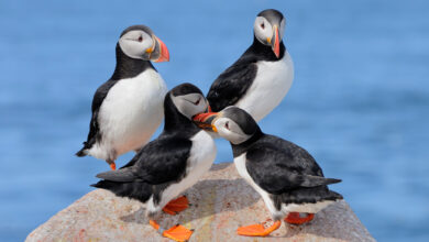 Puffins on rock