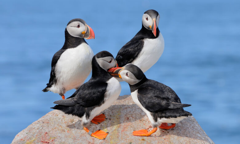 Puffins on rock