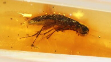 prehistoric insect trapped in amber