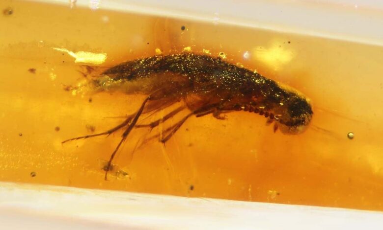 prehistoric insect trapped in amber