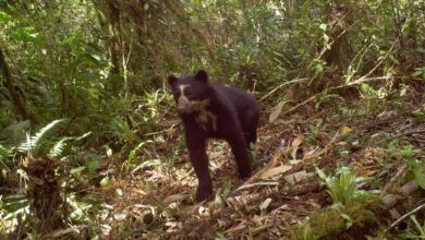 bear in Ulba – Baños de Agua Santa