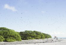 Seabirds on Marshall islands