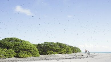 Seabirds on Marshall islands
