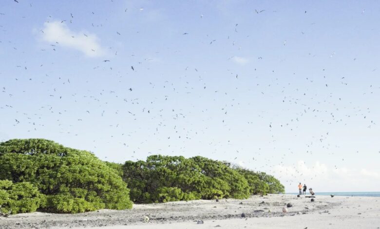 Seabirds on Marshall islands