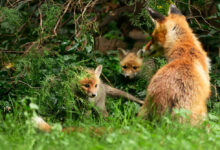Young foxes in Berlin