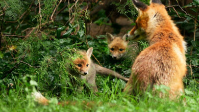 Young foxes in Berlin