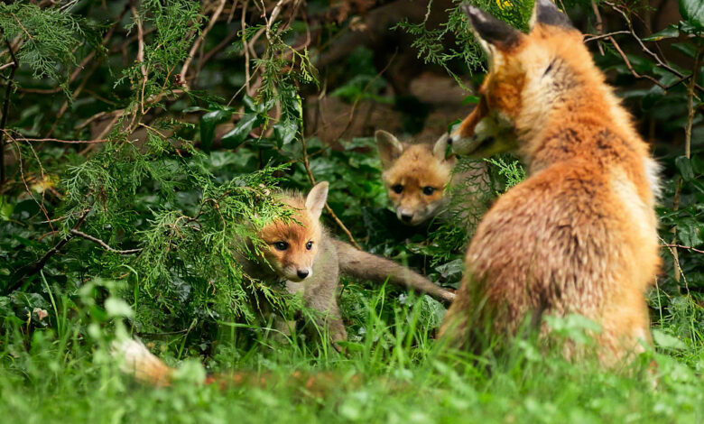 Young foxes in Berlin