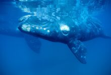 Southern Right whale