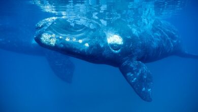 Southern Right whale