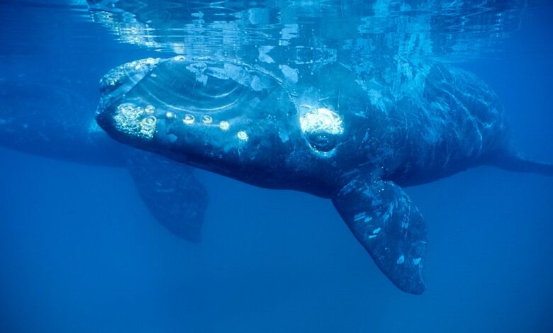 Southern Right whale