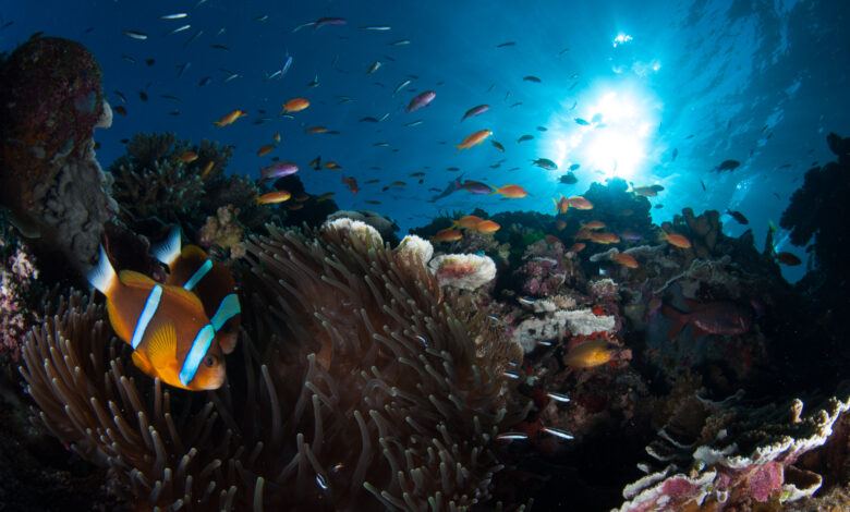 (c)MattCurnock_0408871603