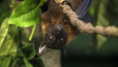 Indian Flying Fox Bat