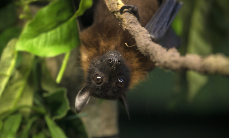 Indian Flying Fox Bat