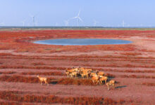 Milu Deer Wander On "Red Beach" In Yangcheng