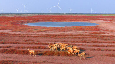 Milu Deer Wander On "Red Beach" In Yangcheng