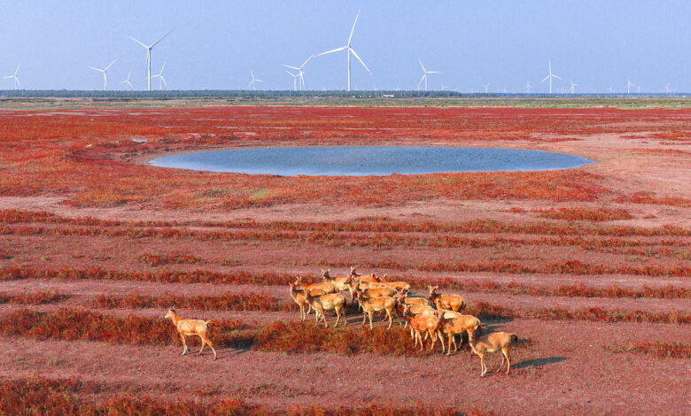 Milu Deer Wander On "Red Beach" In Yangcheng