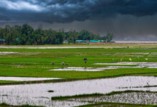 Stormy Sky Over Lush Green Wetland,Bangladesh