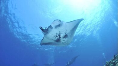 Giant manta ray
