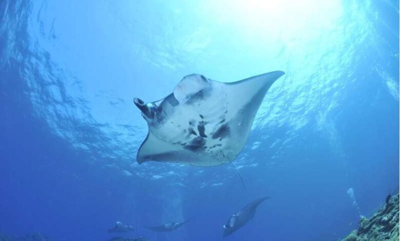 Giant manta ray