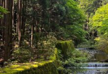 Stream in forest in Japan