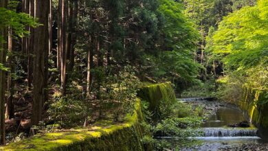 Stream in forest in Japan