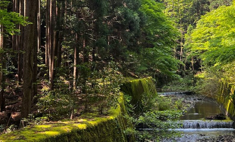 Stream in forest in Japan