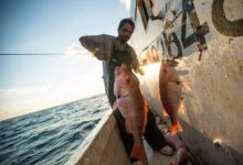 A fisherman pulls red snapper from the Gulf of Mexico.