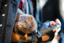 Protest March Against Use of Fur, Animal Cruelty