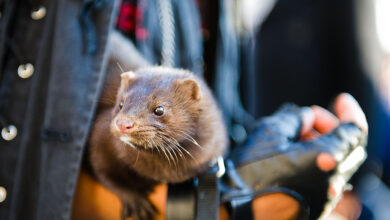 Protest March Against Use of Fur, Animal Cruelty