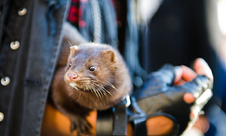 Protest March Against Use of Fur, Animal Cruelty