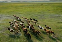 Horses gallop across the grasslands in western Mongolia